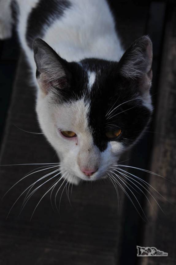 Um gato, o único 'puma' que encontramos no Parque Nacional Los Alerces, ao norte de Trevelin, na patagônia argentina